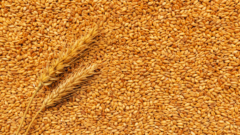 How much wheat do Ukraine and Russia produce?