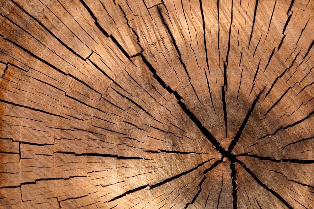 wood biotech