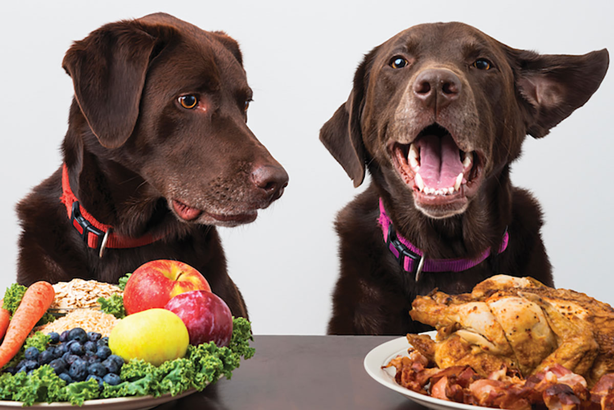 How to care for a dog with a food allergy