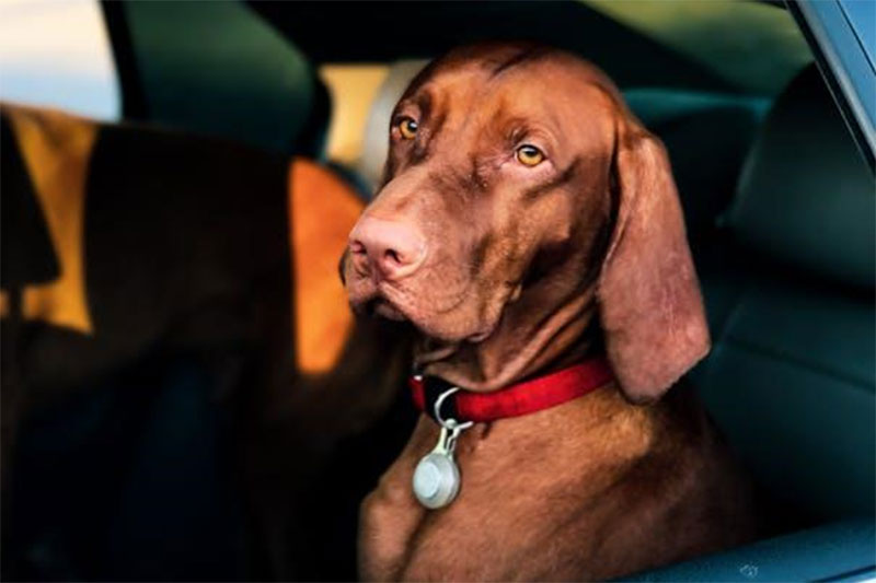 Traveling with Pets: What You Need to Know for a Smooth Journey