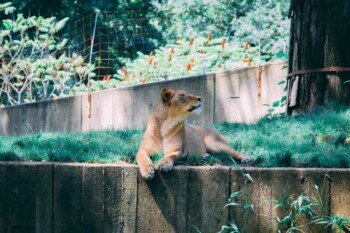 New Report Warns of a Growing Financial Crime Where Criminal Networks “Launder” Wildlife to Disguise Illicit Profits