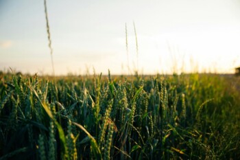 London AgTech Startup Biographica Raises €8 Million to Accelerate Crop Research