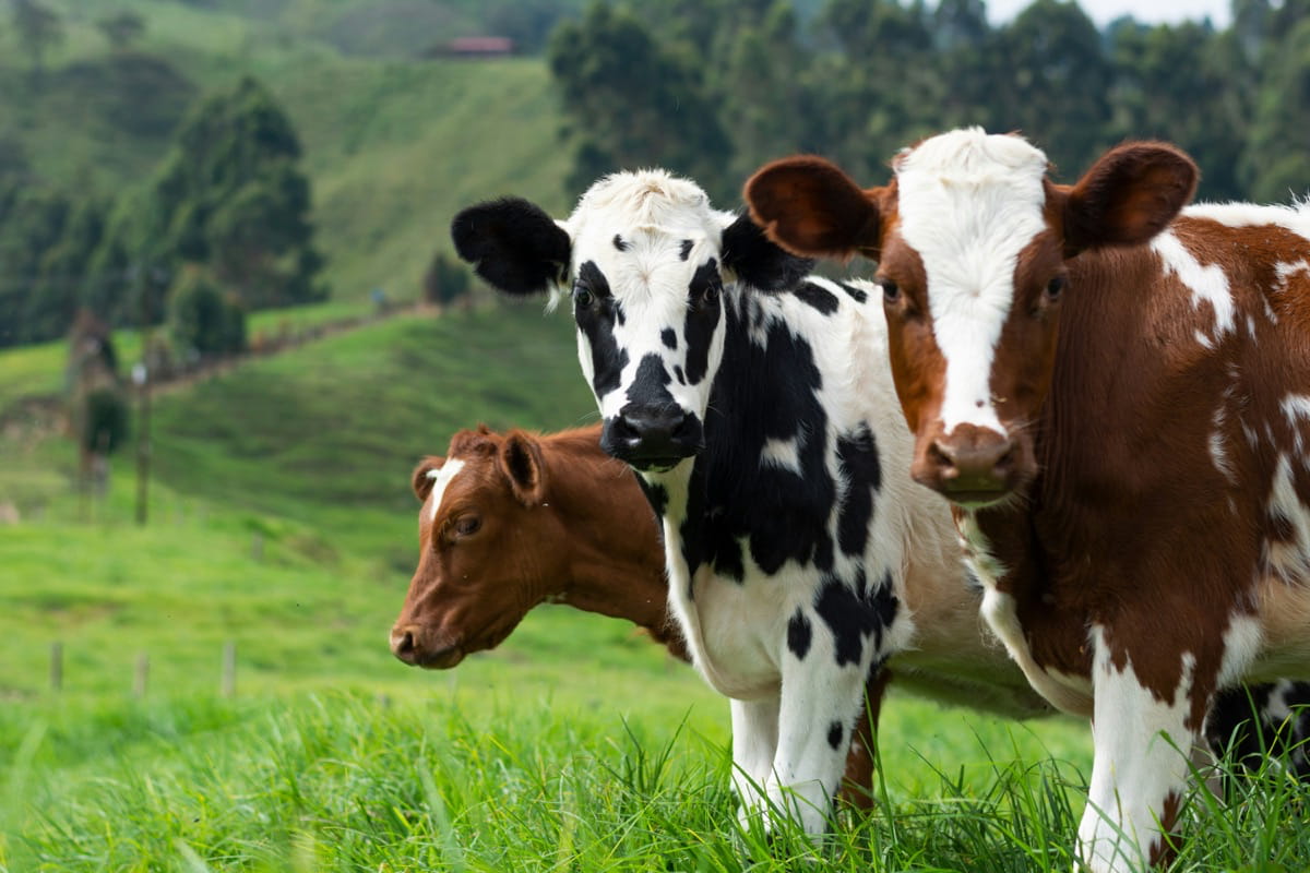 Peter Thiel Bets $220 Million on AI Cow Collars and It's Bigger Than It Sounds