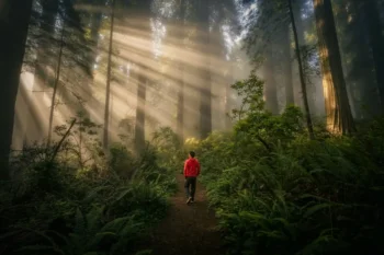 Everland Launches $50 Million HALO Forest Finance Facility, 23 Amazon Projects Participate