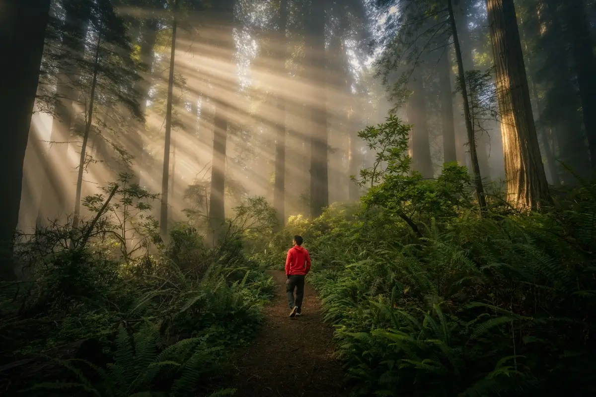 Everland Launches $50 Million HALO Forest Finance Facility, 23 Amazon Projects Participate