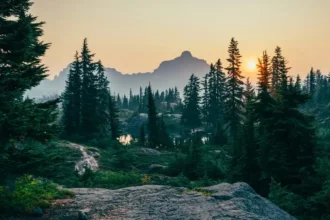 Alipay Ant Forest Reaches 700M Users & Planted Trees in Decade